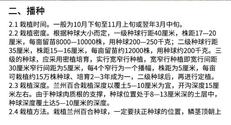 种子种球带根500克兰州新鲜百合花种子种球带根食用甜百合