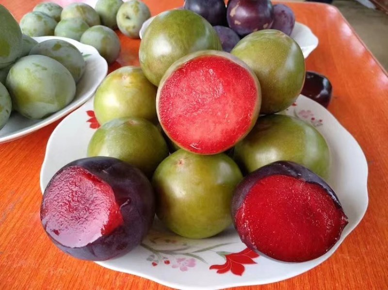 美国杏李树苗味帝，味王，恐龙蛋，风味玫瑰优质李子苗品种