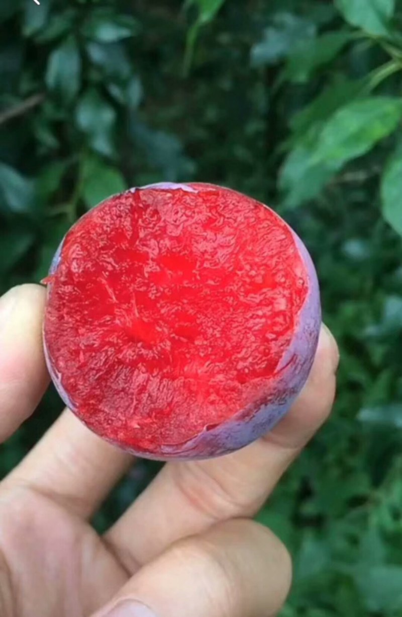 美国杏李树苗味帝，味王，恐龙蛋，风味玫瑰优质李子苗品种