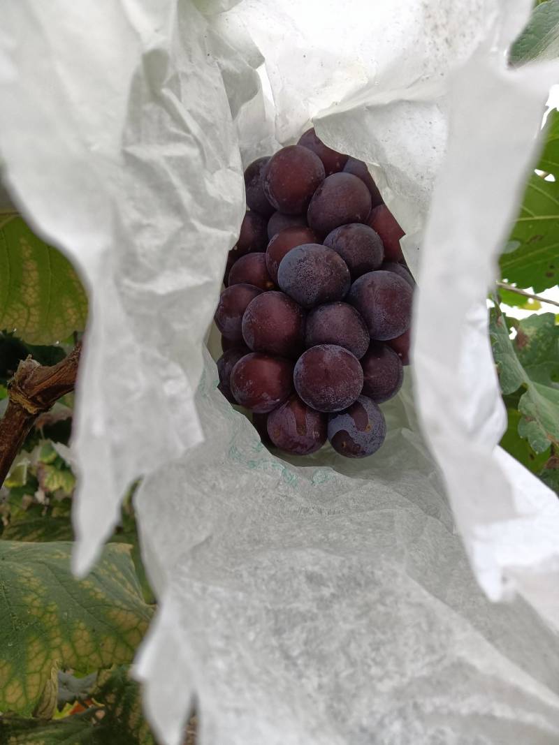 夏黑葡萄