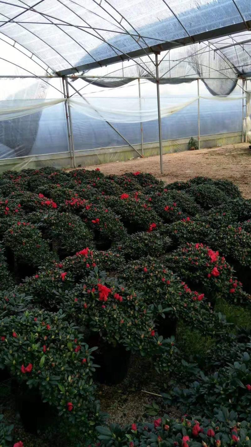 造型杜鹃花盆栽老桩大盆景悬崖杜鹃凤尾高山流水游龙四季开花