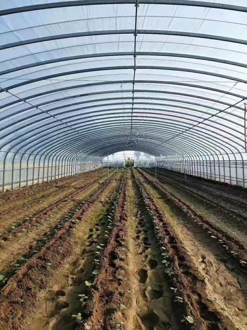 大棚骨架设计安装，各种规格价格低质量好支持货到付