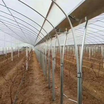 肩并肩大棚厂家直销尺寸任意定制送货上门安装