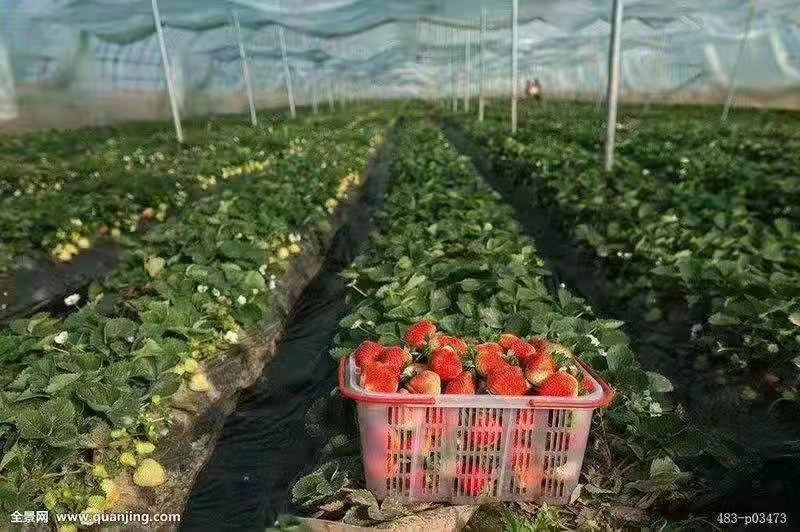 肩并肩大棚厂家直销尺寸任意定制送货上门安装