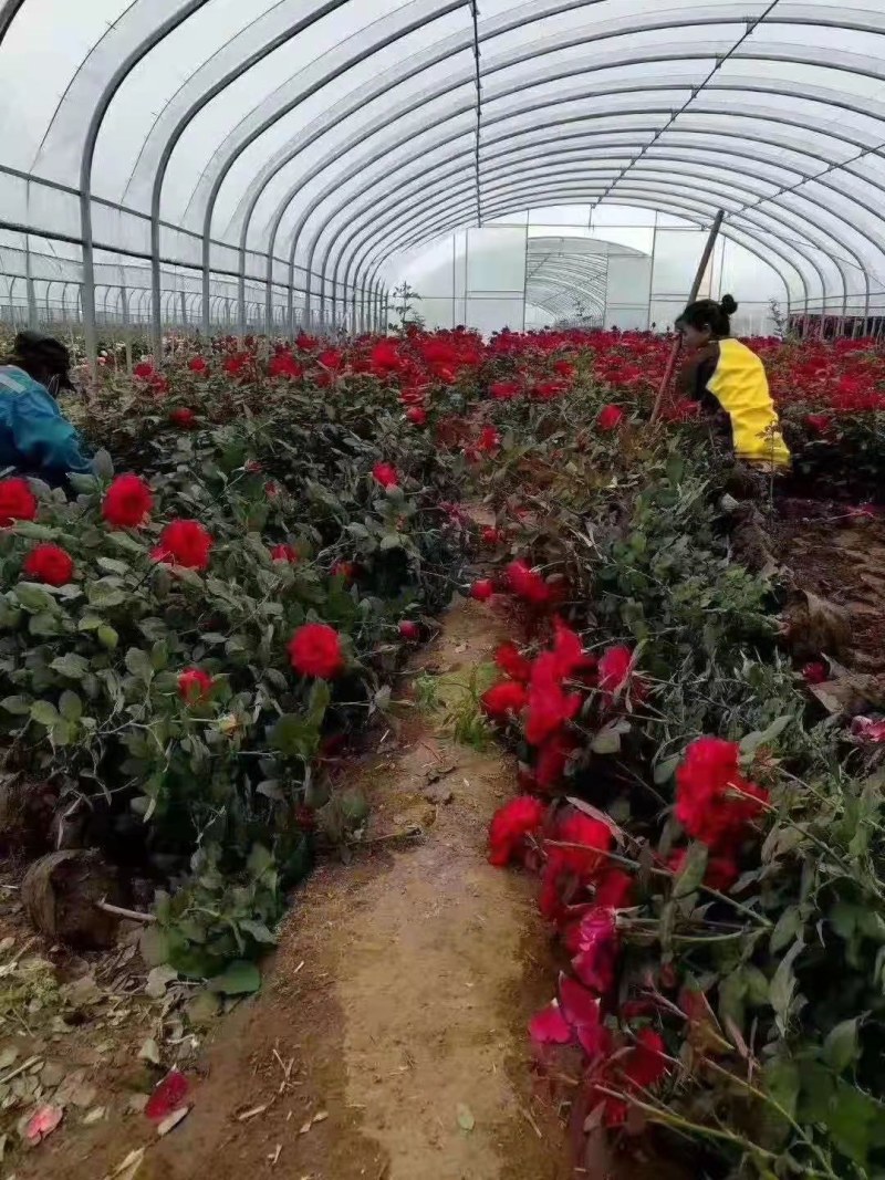 肩并肩大棚厂家直销尺寸任意定制送货上门安装