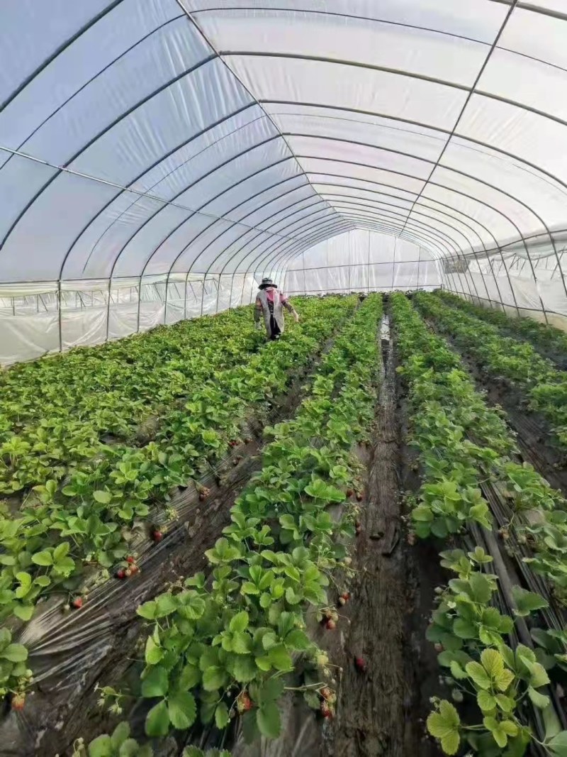 肩并肩大棚厂家直销尺寸任意定制送货上门安装