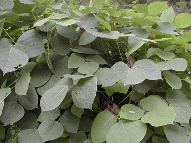 葛藤种子白花银背藤野葛粉葛藤甜葛藤葛条种子护坡绿化灌木