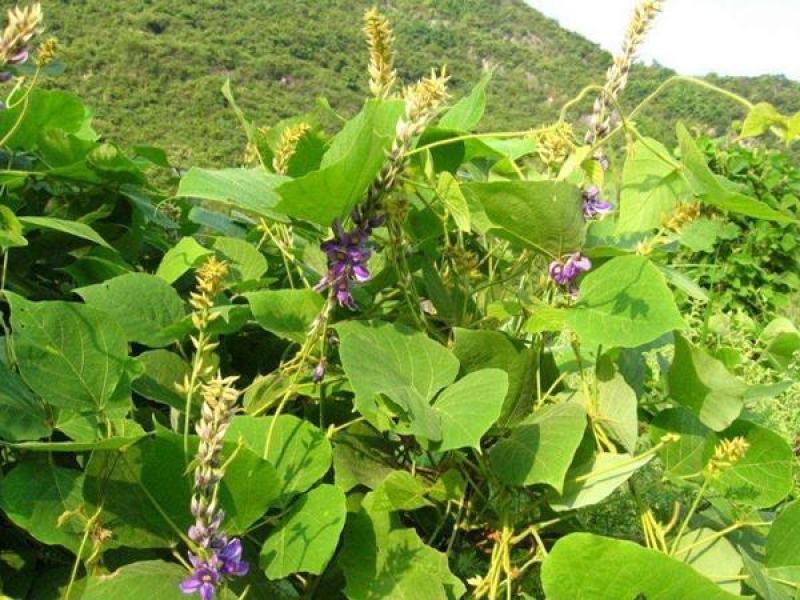 葛藤种子白花银背藤野葛粉葛藤甜葛藤葛条种子护坡绿化灌木