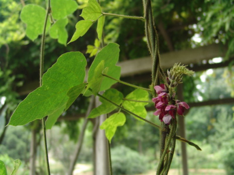 葛藤种子白花银背藤野葛粉葛藤甜葛藤葛条种子护坡绿化灌木