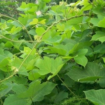 葛藤种子白花银背藤野葛粉葛藤甜葛藤葛条种子护坡绿化灌木