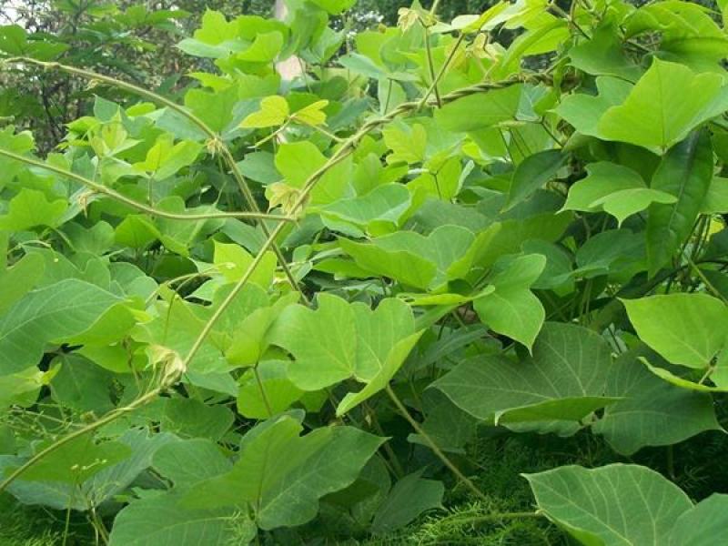 葛藤种子白花银背藤野葛粉葛藤甜葛藤葛条种子护坡绿化灌木