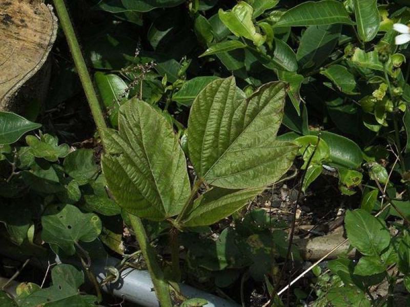 葛藤种子白花银背藤野葛粉葛藤甜葛藤葛条种子护坡绿化灌木