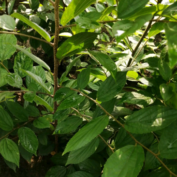 朴树苗四川朴树苗种植基地一手货源
