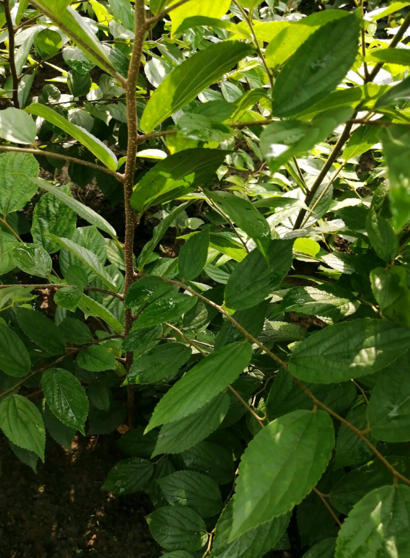 朴树苗四川朴树苗种植基地一手货源