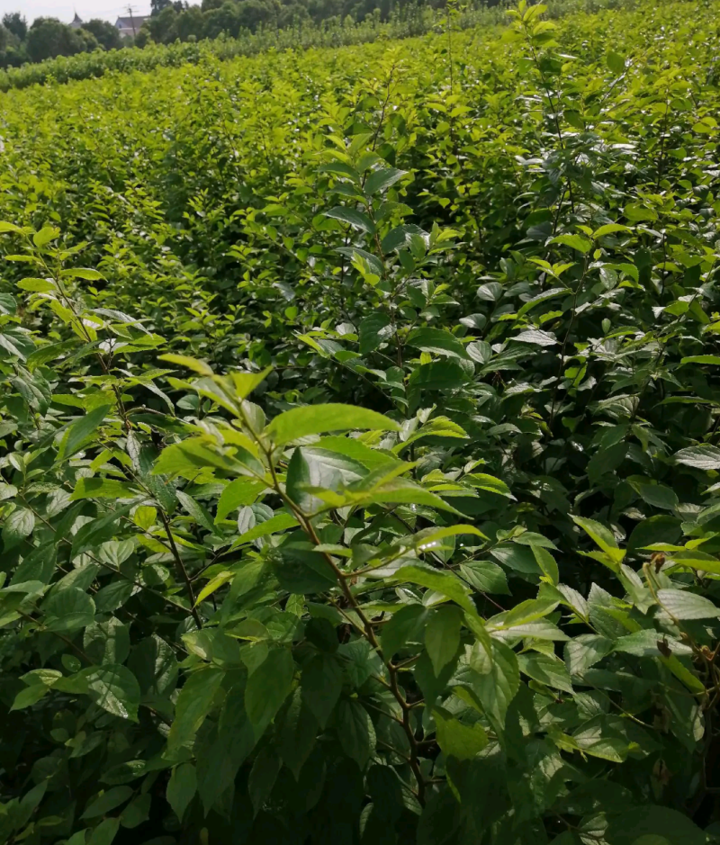 朴树苗四川朴树苗种植基地一手货源