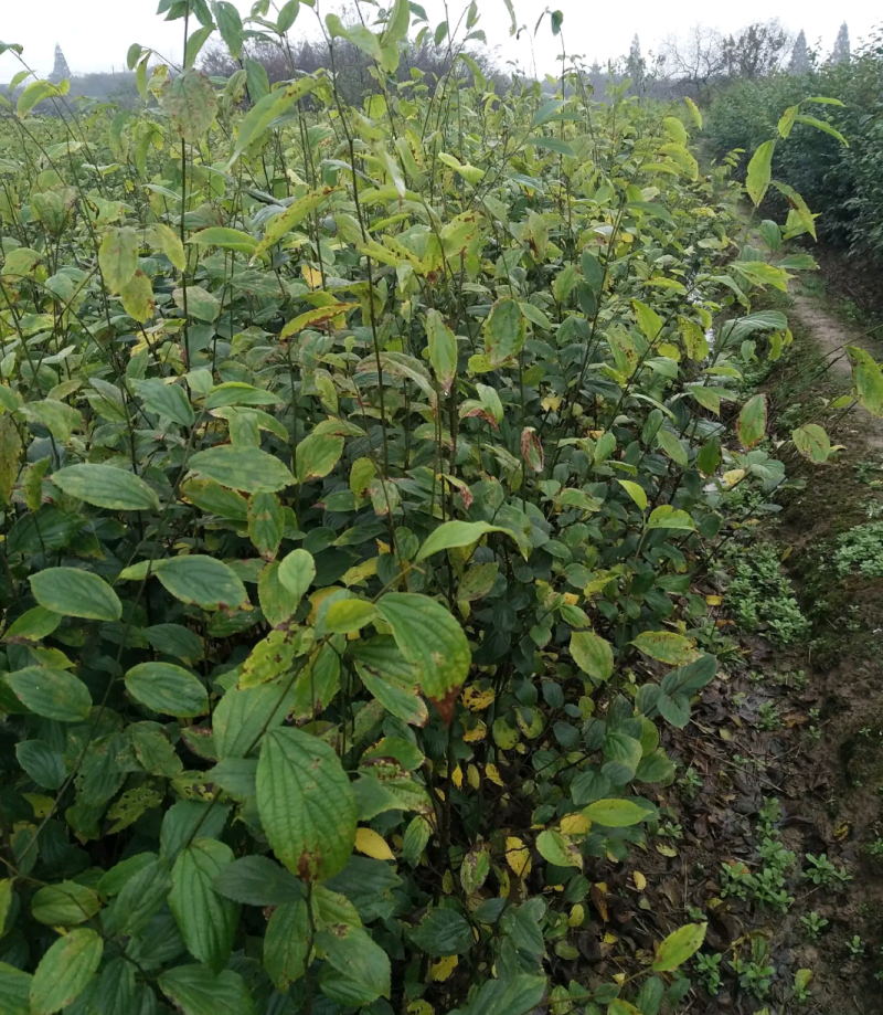 朴树苗四川朴树苗种植基地一手货源