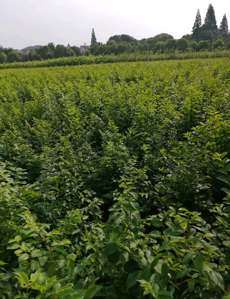 朴树苗四川朴树苗种植基地一手货源