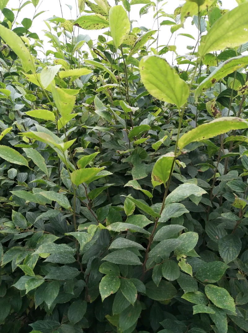 朴树苗四川朴树苗种植基地一手货源
