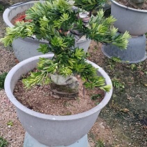 菊花心
