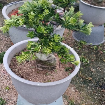 菊花心