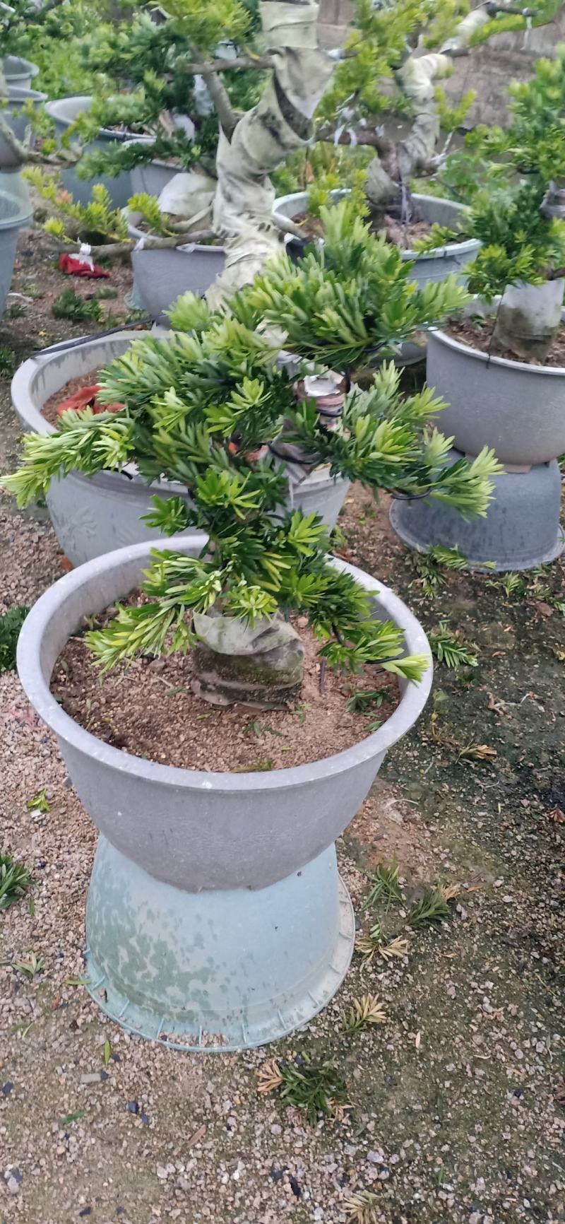 菊花心