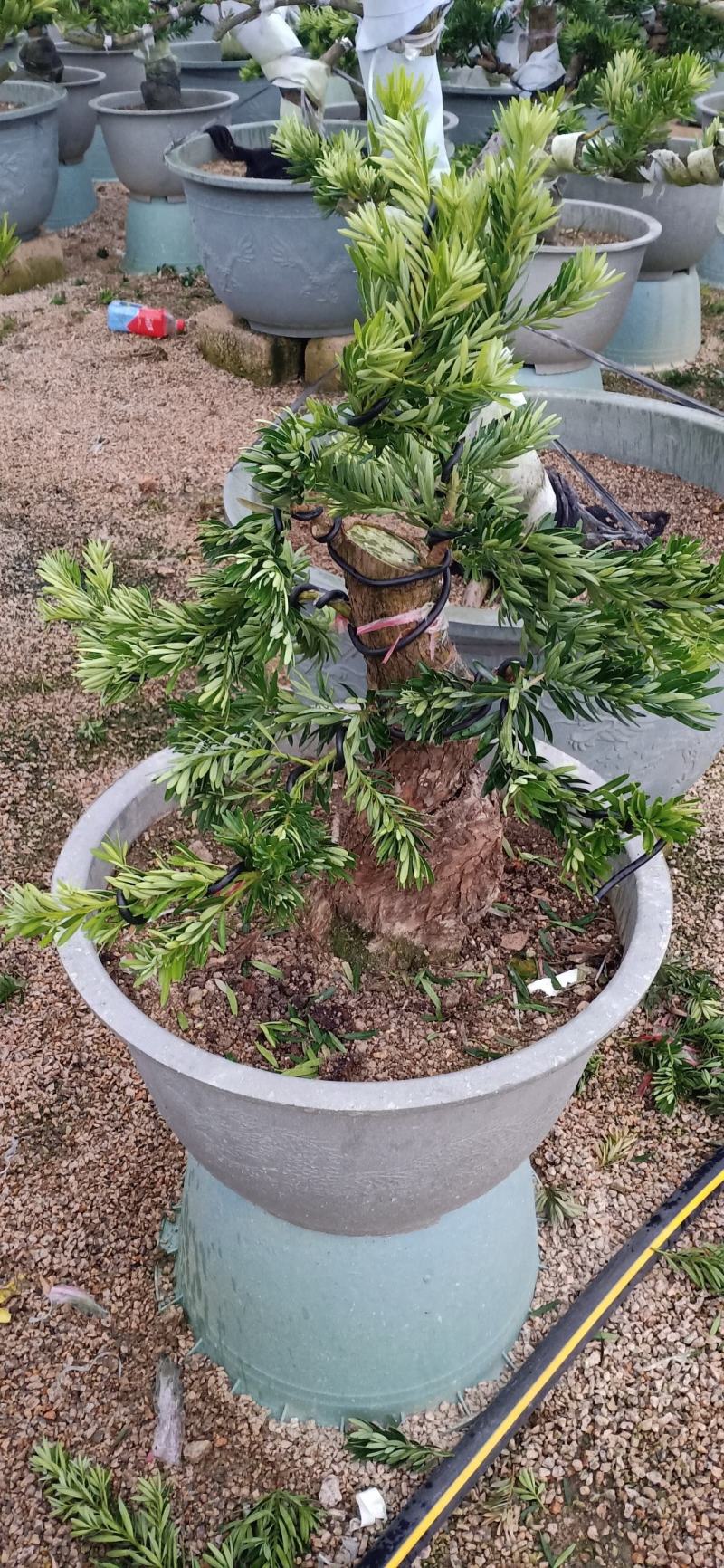 菊花心