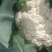 早熟有机菜花苗65天75天80天松花菜苗批发耐热耐寒