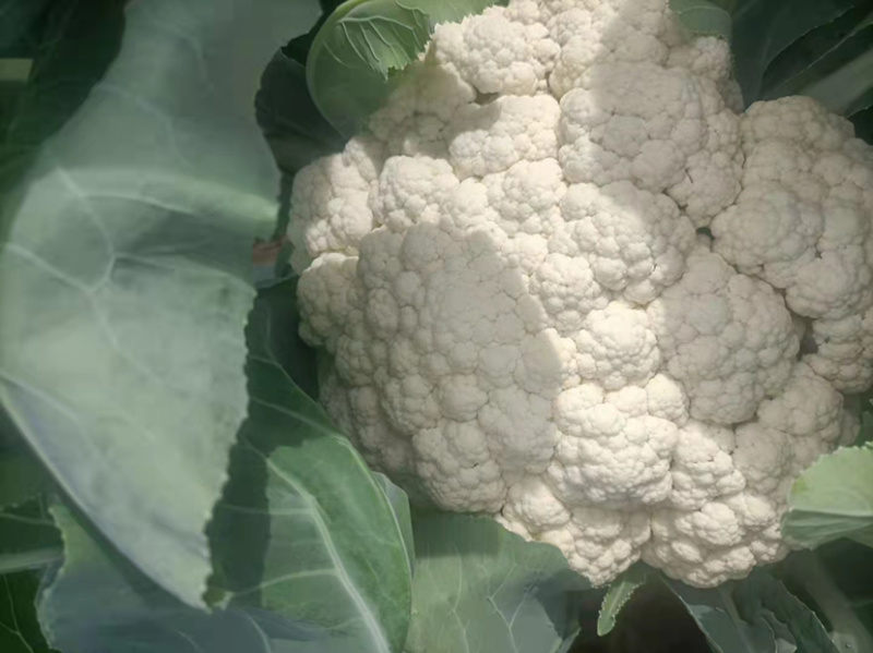 早熟有机菜花苗65天75天80天松花菜苗批发耐热耐寒