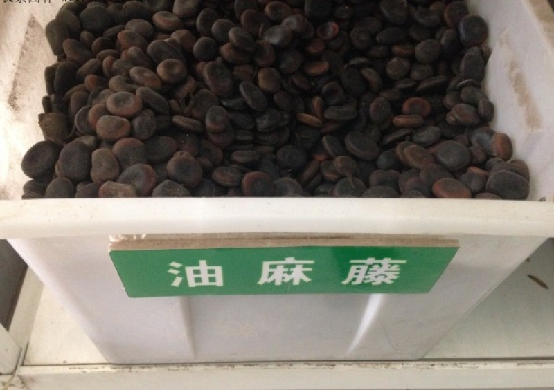 油麻藤种子常绿油麻藤牛马藤大血藤棉麻藤种子护坡绿化灌木