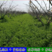 光叶紫花苕种子毛苕子种子苕子种子绿肥种子果园多年生野豌豆