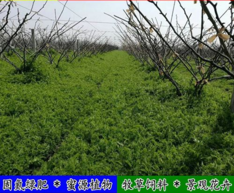 光叶紫花苕种子毛苕子种子苕子种子绿肥种子果园多年生野豌豆