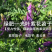 光叶紫花苕种子毛苕子种子苕子种子绿肥种子果园多年生野豌豆