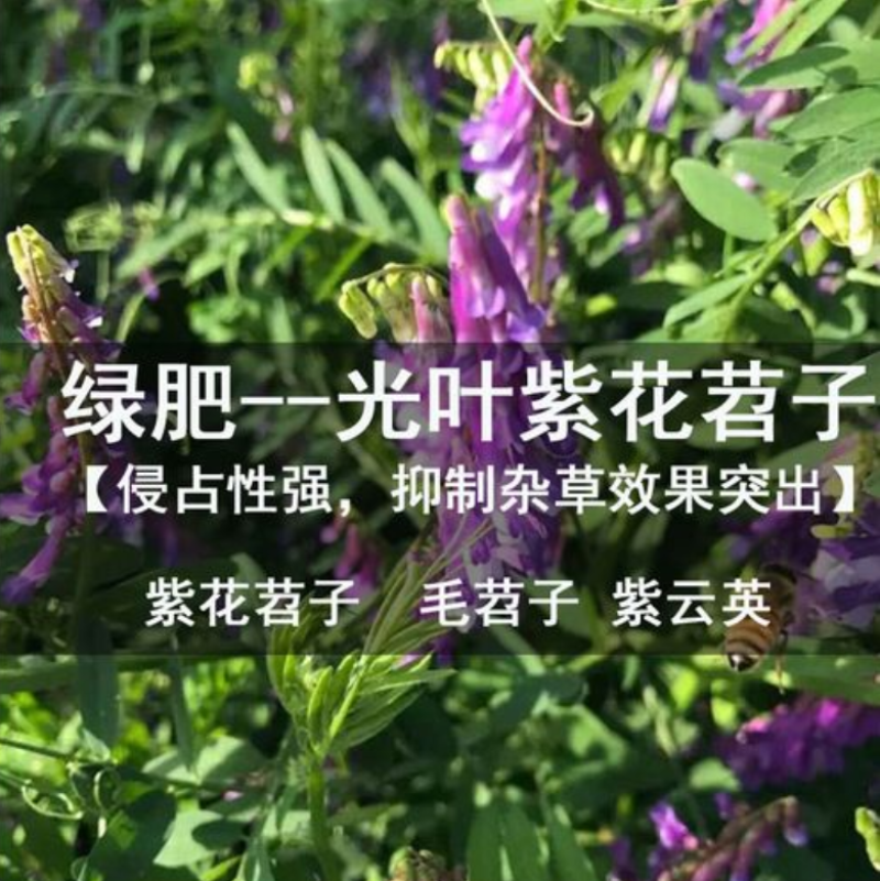 光叶紫花苕种子毛苕子种子苕子种子绿肥种子果园多年生野豌豆