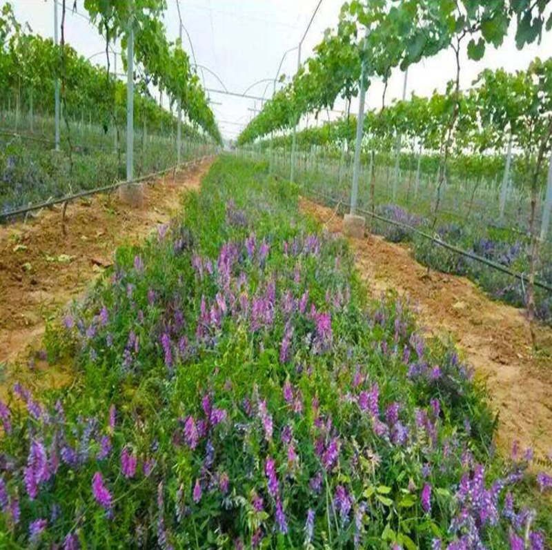 光叶紫花苕种子毛苕子种子苕子种子绿肥种子果园多年生野豌豆