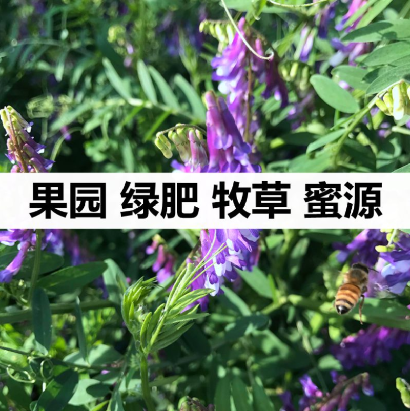 光叶紫花苕种子毛苕子种子苕子种子绿肥种子果园多年生野豌豆