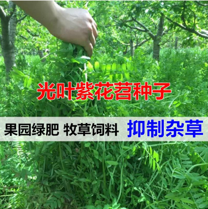 光叶紫花苕种子毛苕子种子苕子种子绿肥种子果园多年生野豌豆