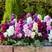 紫罗兰种籽野花组合种子花种子四季种易活庭院草桂花花草花卉