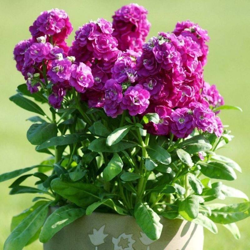 紫罗兰种籽野花组合种子花种子四季种易活庭院草桂花花草花卉