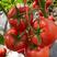 山东寿光西红柿种苗德馨401（粉果），耐寒，抗病毒，死棵