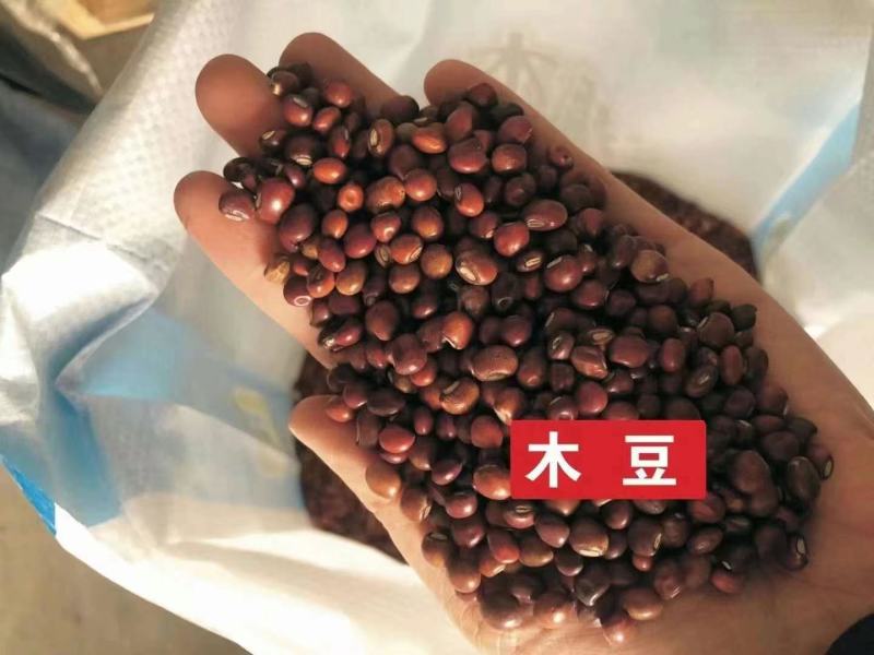 木豆种子