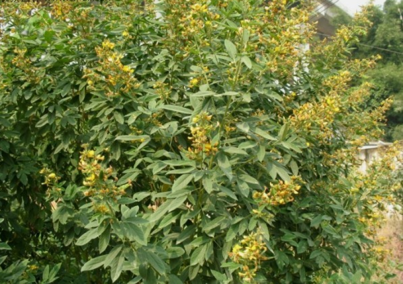 木豆种子