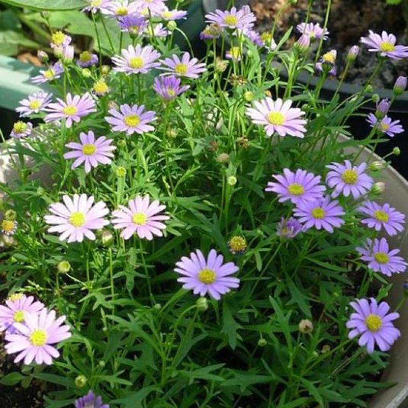 花种子五色菊种子四季易种阳台花坛盆栽花卉露天花海花种籽子