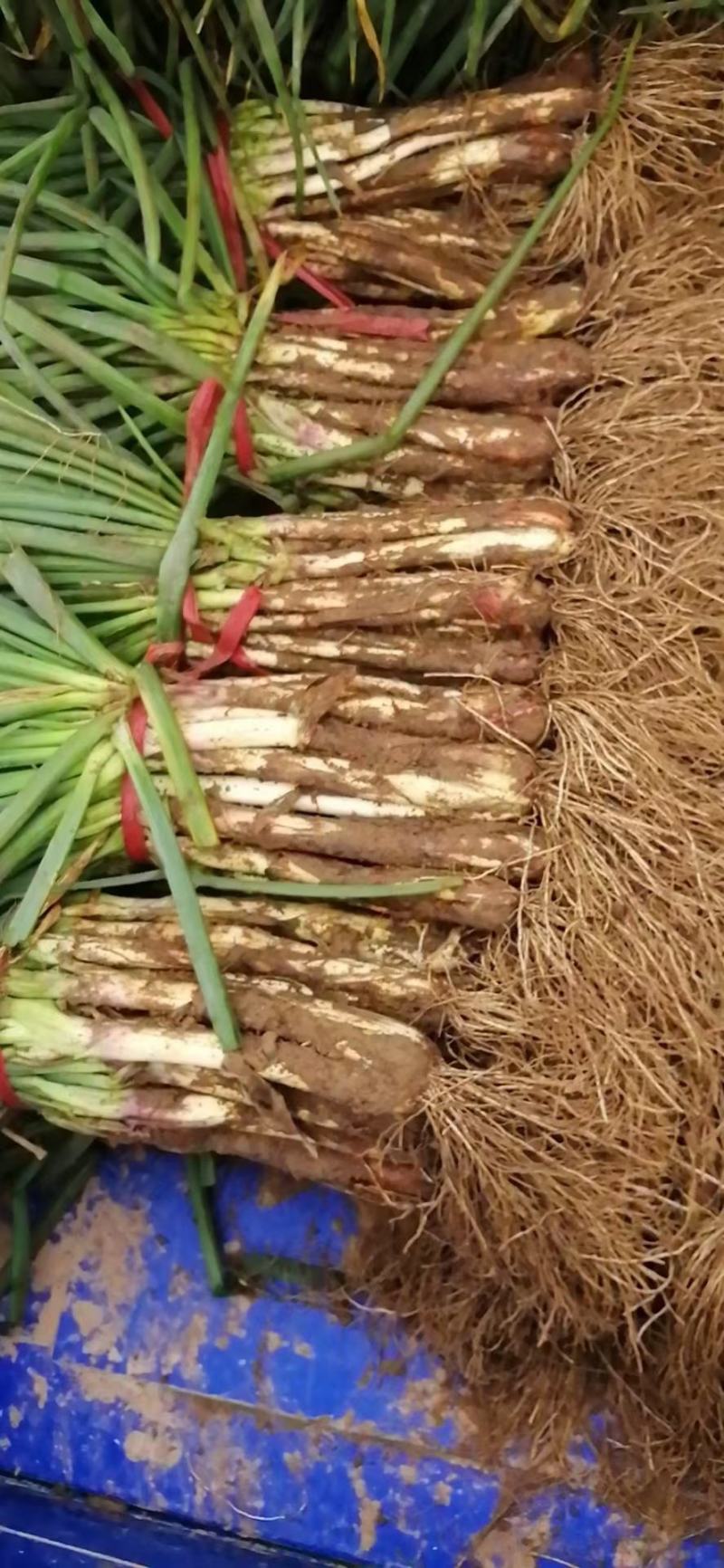 红葱大葱20~25cm毛葱2cm左右