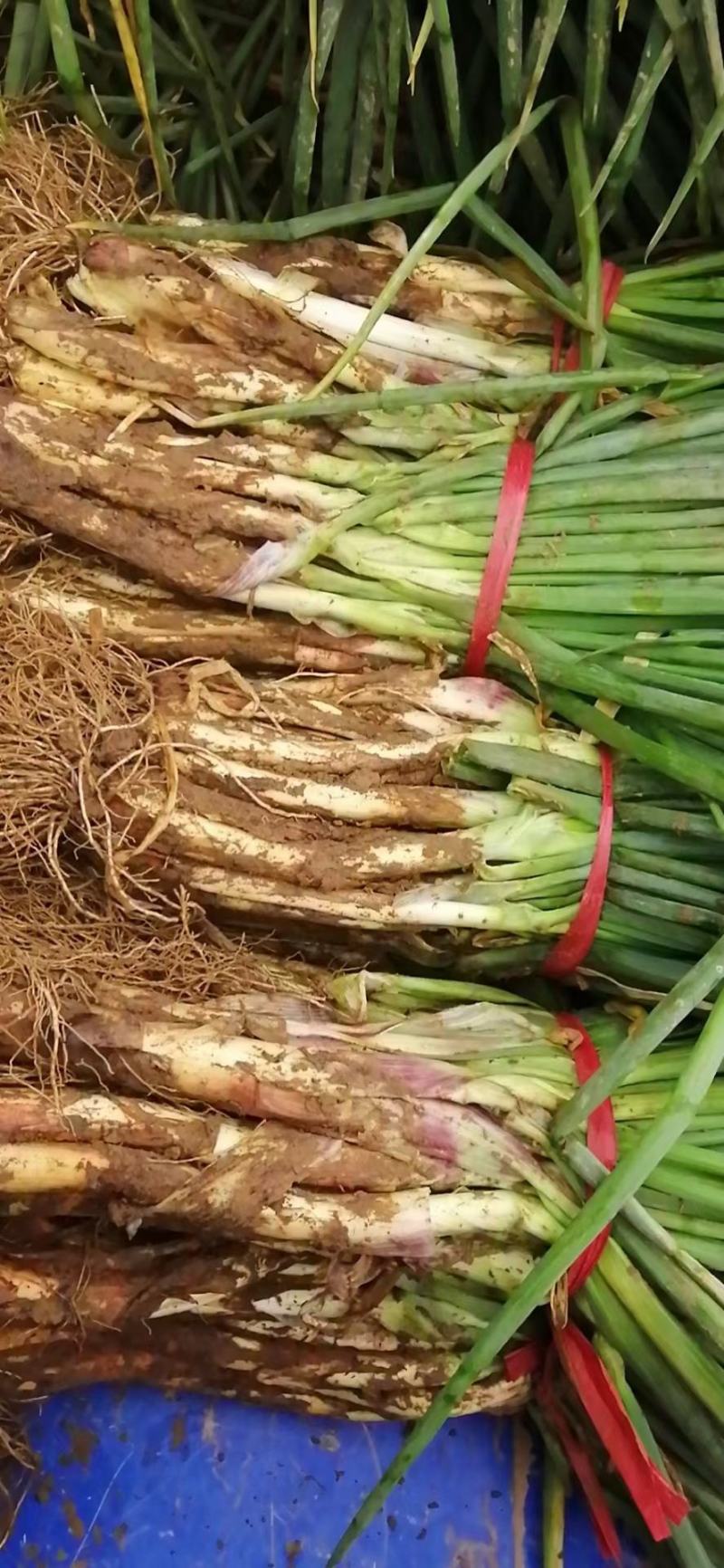 红葱大葱20~25cm毛葱2cm左右