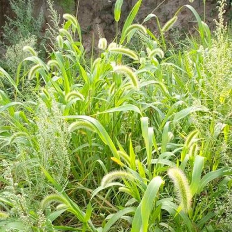 狗尾草种子狗尾巴草稗子草种子多年生耐旱草种护坡