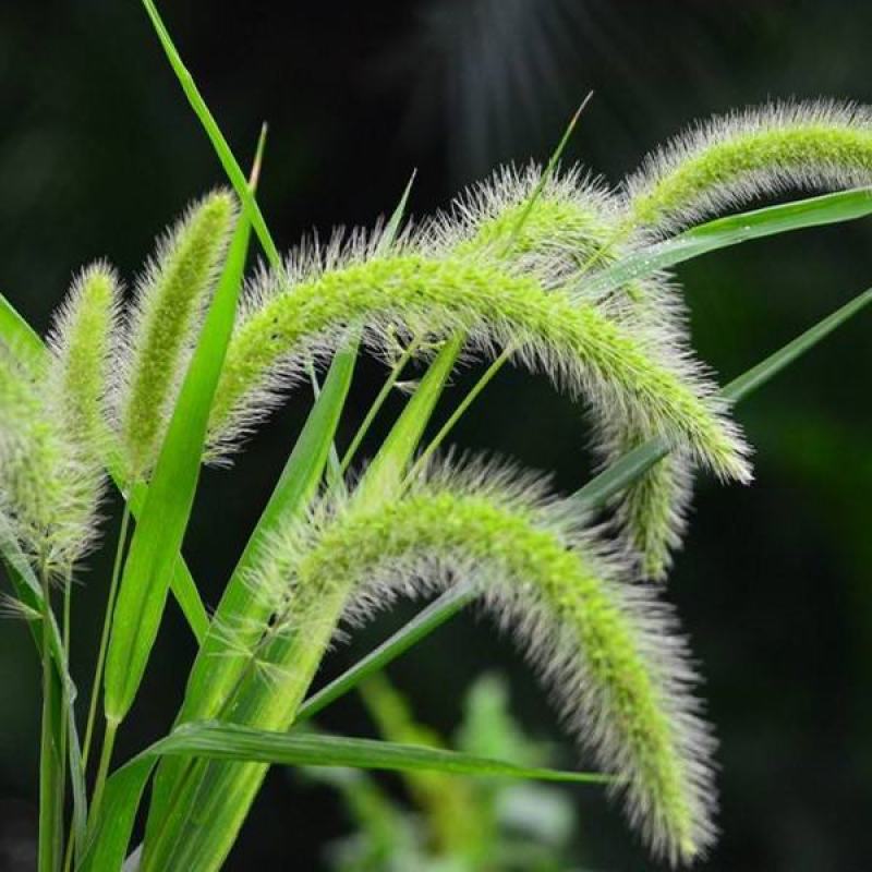 狗尾草种子狗尾巴草稗子草种子多年生耐旱草种护坡