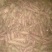 板栗薯济薯26