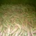 板栗薯济薯26