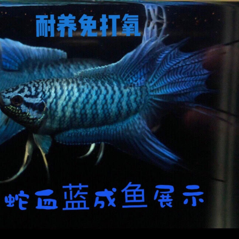 中国斗鱼蓝蛇无纹蓝普叉白化红黄金冷水观赏改良好养耐养