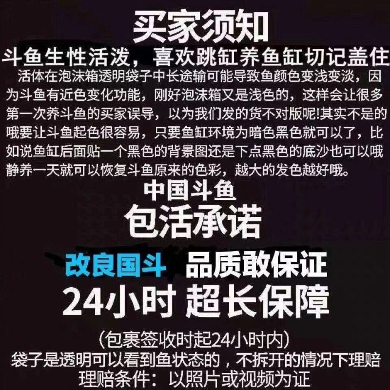 中国斗鱼蓝蛇无纹蓝普叉白化红黄金冷水观赏改良好养耐养